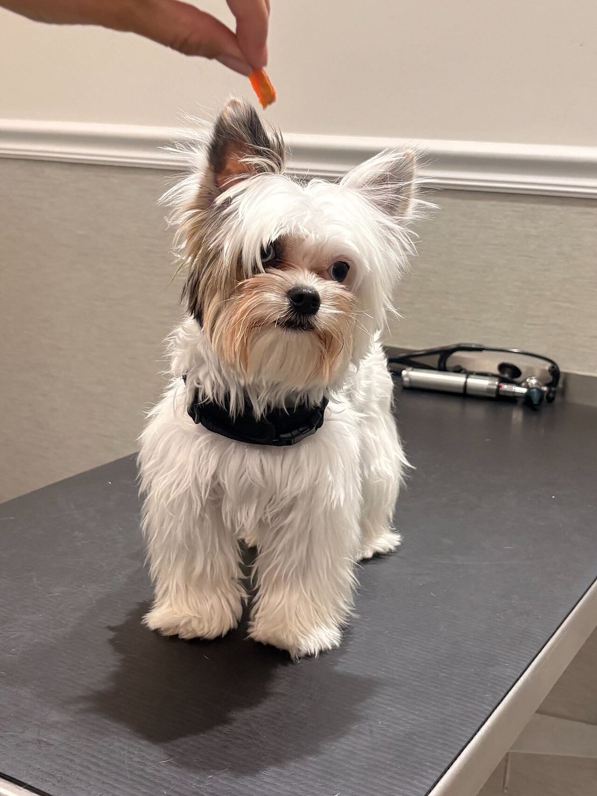 A small dog sitting attentively on an exam table, looking up at a treat offered by a team member's hand