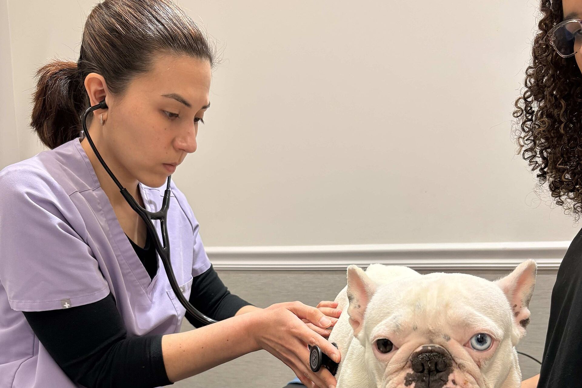 A veterinary team member in scrubs listening to a white French bulldog's chest with a stethoscope during an exam, while the owner steadies the dog