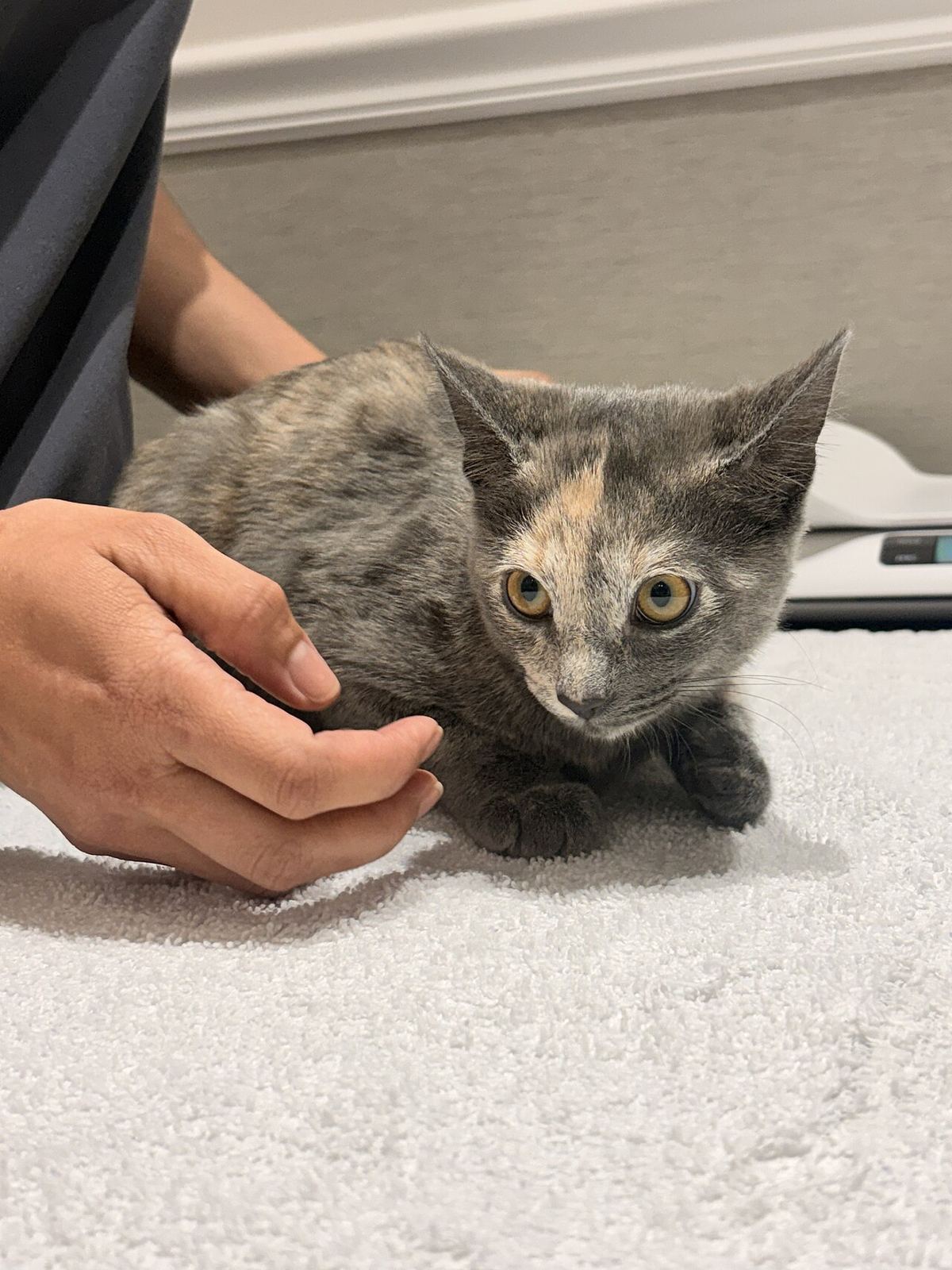 A kitten resting on a towel on an exam table, steadied by a team member's gentle hands